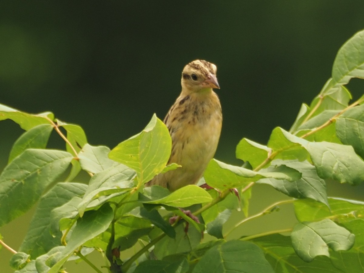 bobolink - ML356263701