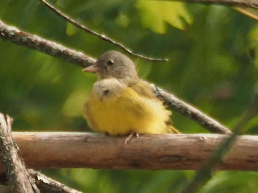 Mourning Warbler - ML356263931