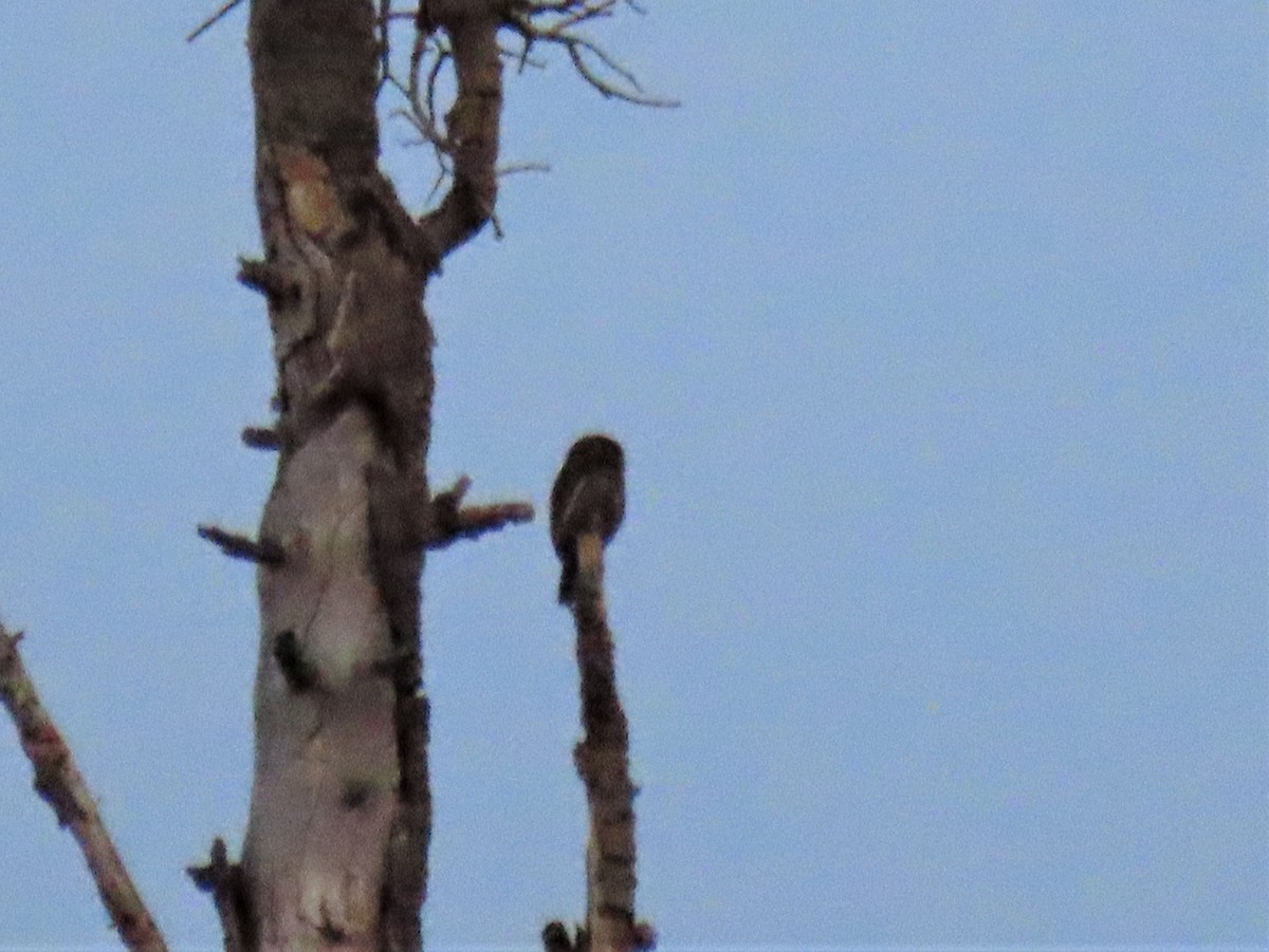 Northern Pygmy-Owl - ML356264101