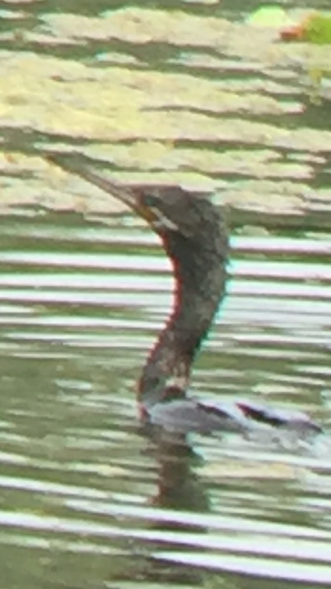 kormorán neotropický - ML356264381