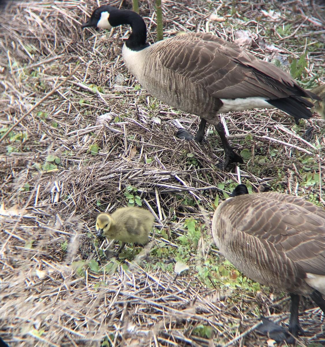 Canada Goose - ML356266491