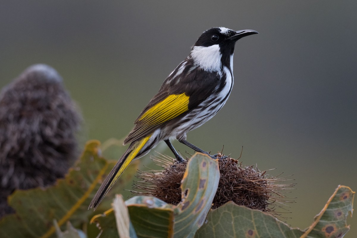 White-cheeked Honeyeater - Terence Alexander