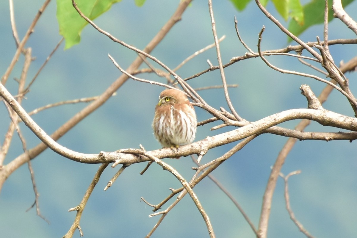 Ferruginous Pygmy-Owl - ML356268211