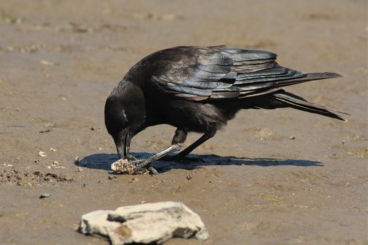 American Crow - ML356268701