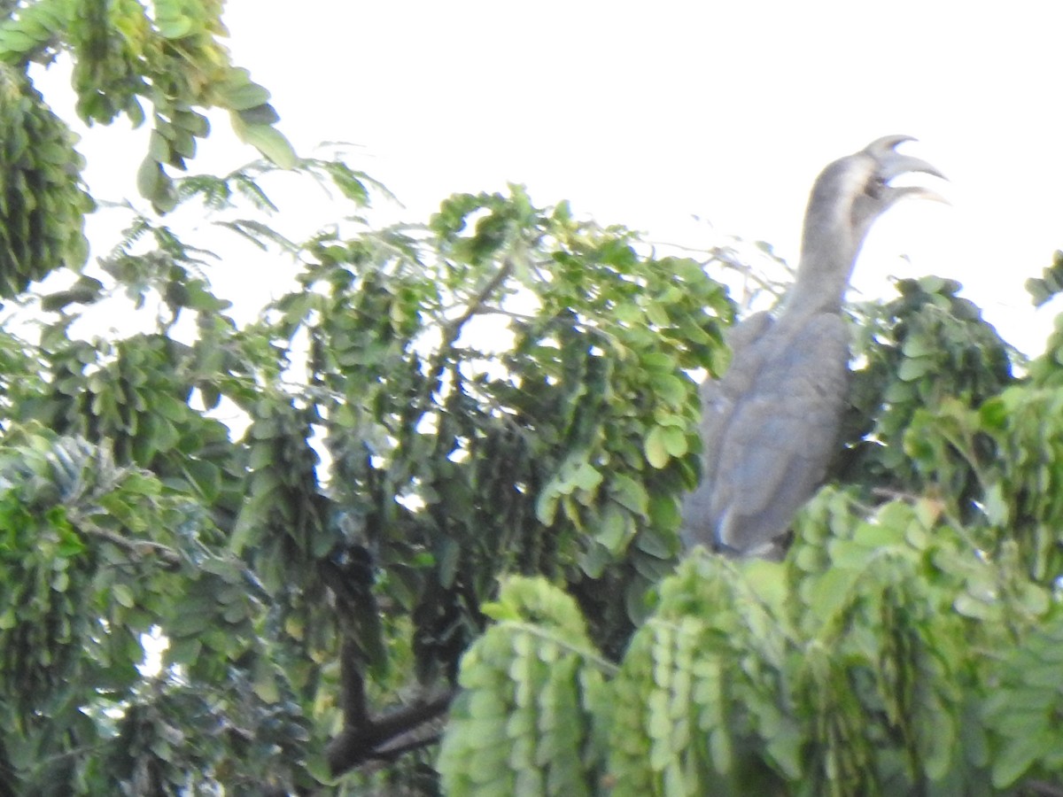 Indian Gray Hornbill - ML356269361