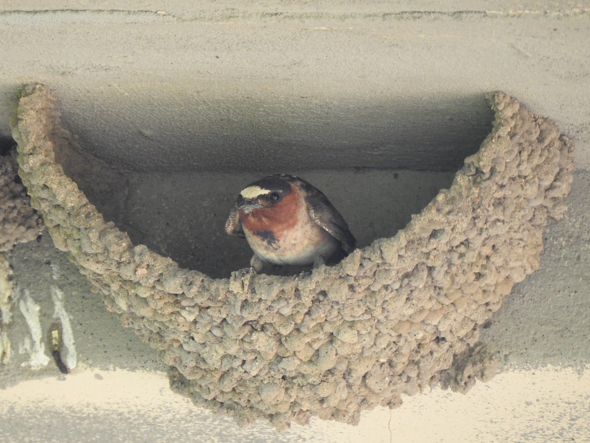 Cliff Swallow - ML356269441
