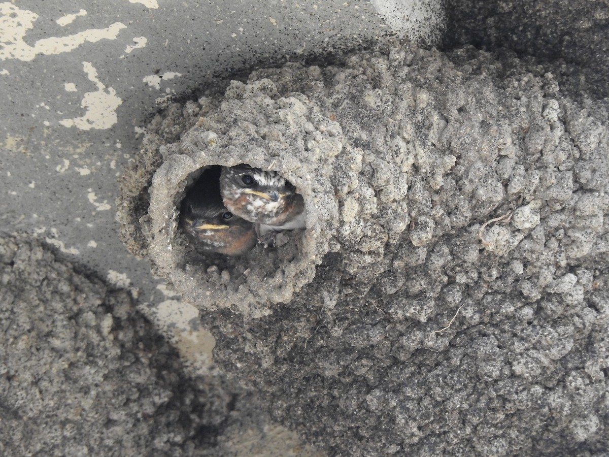Cliff Swallow - ML356269451