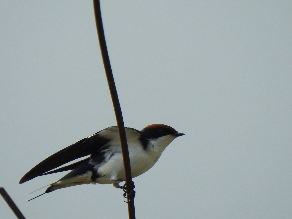 Wire-tailed Swallow - KARTHIKEYAN R