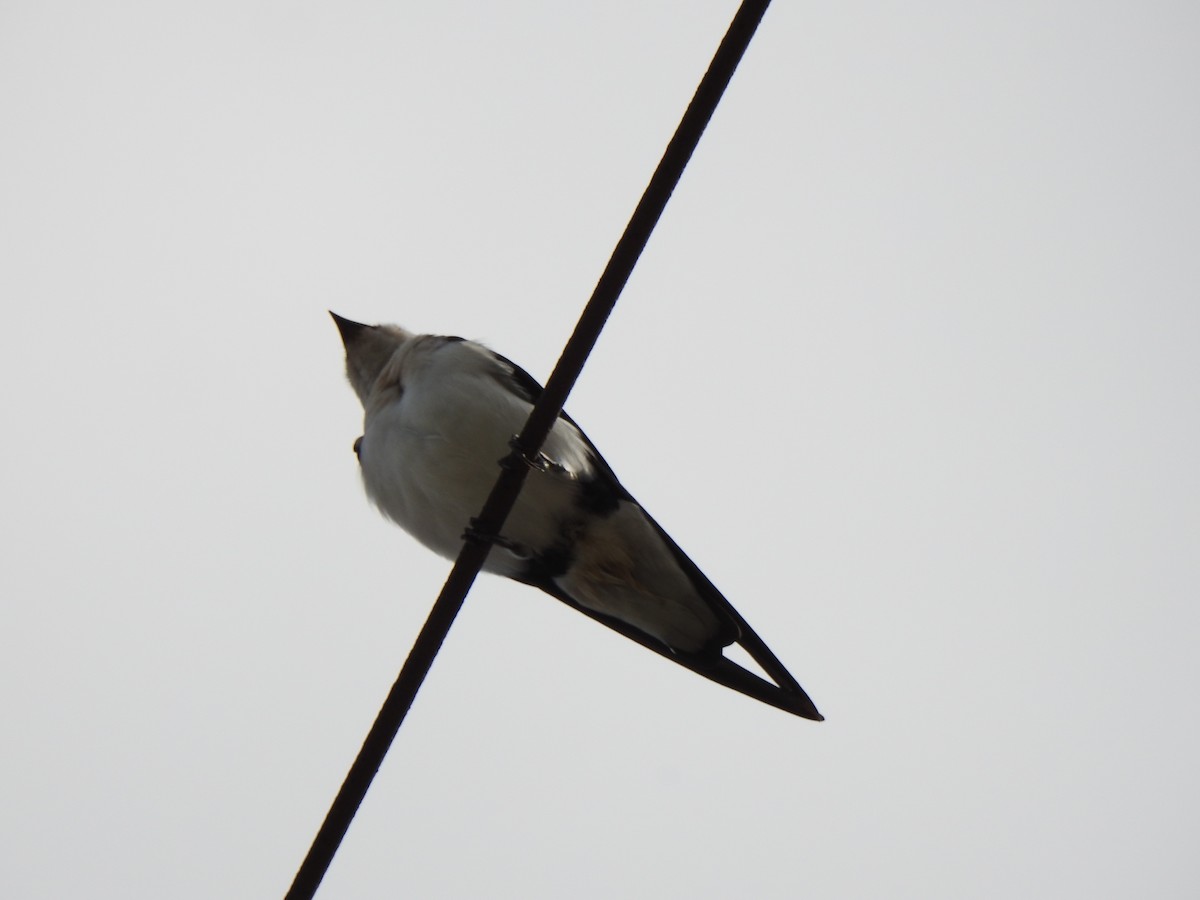 Wire-tailed Swallow - KARTHIKEYAN R