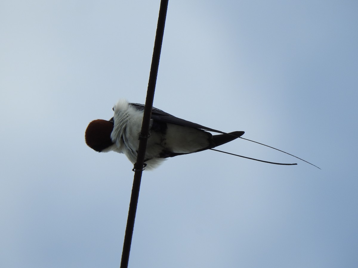 Wire-tailed Swallow - KARTHIKEYAN R