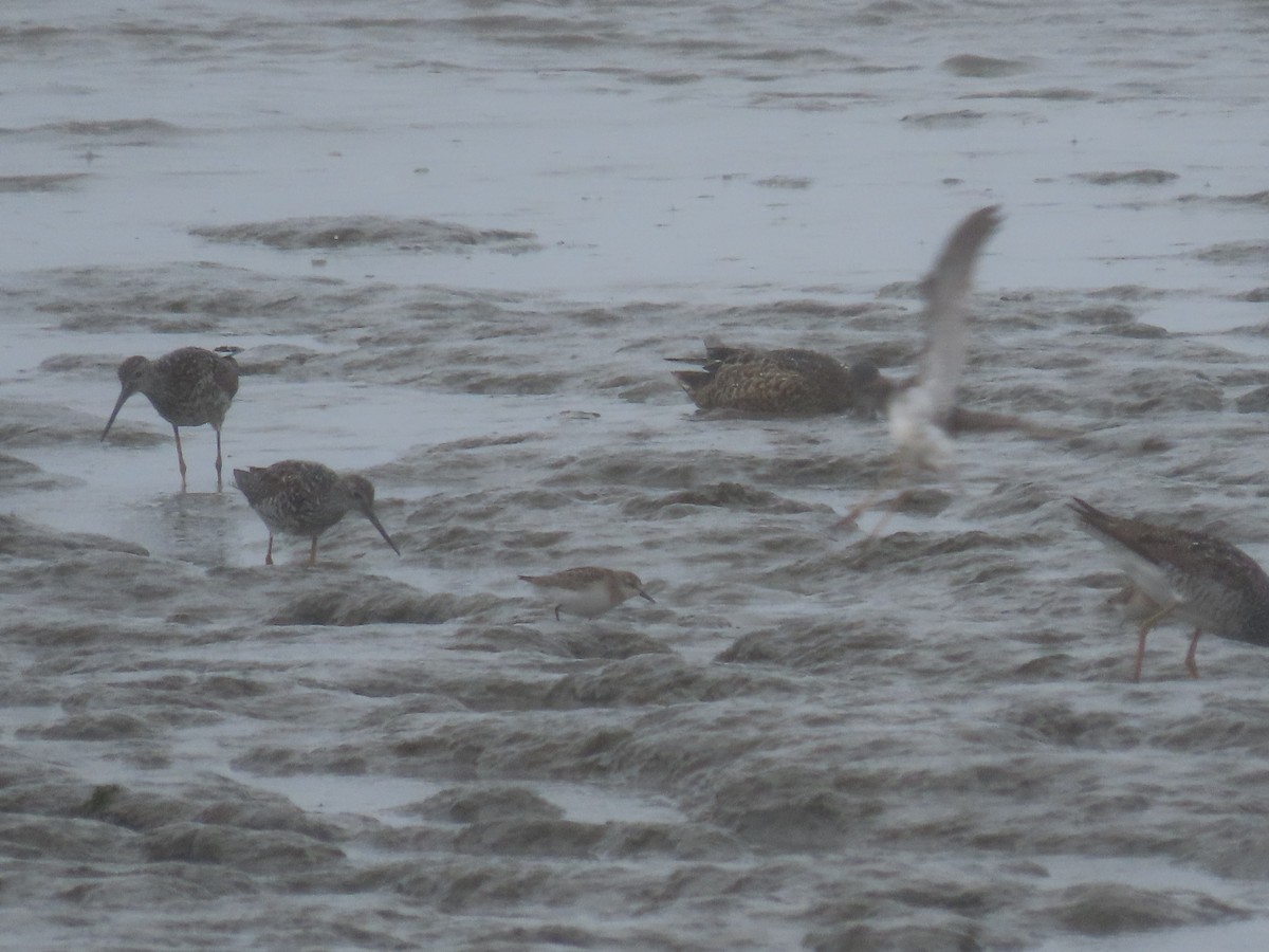 Semipalmated Sandpiper - ML356270711