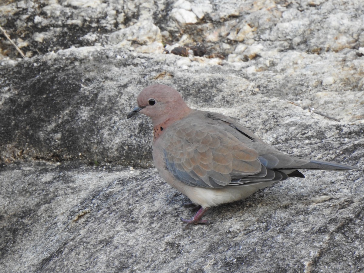 Laughing Dove - ML356271231
