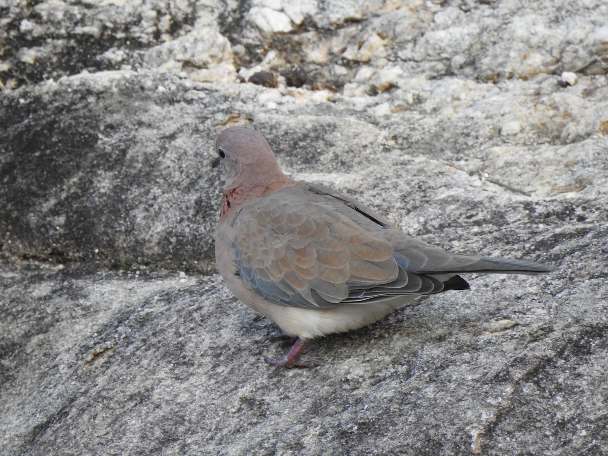 Laughing Dove - ML356271251