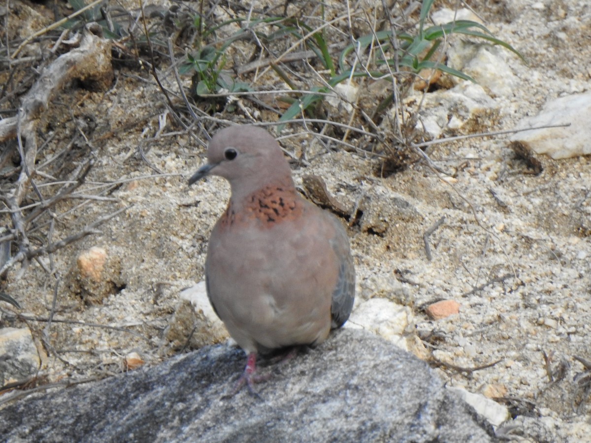 Laughing Dove - ML356271271
