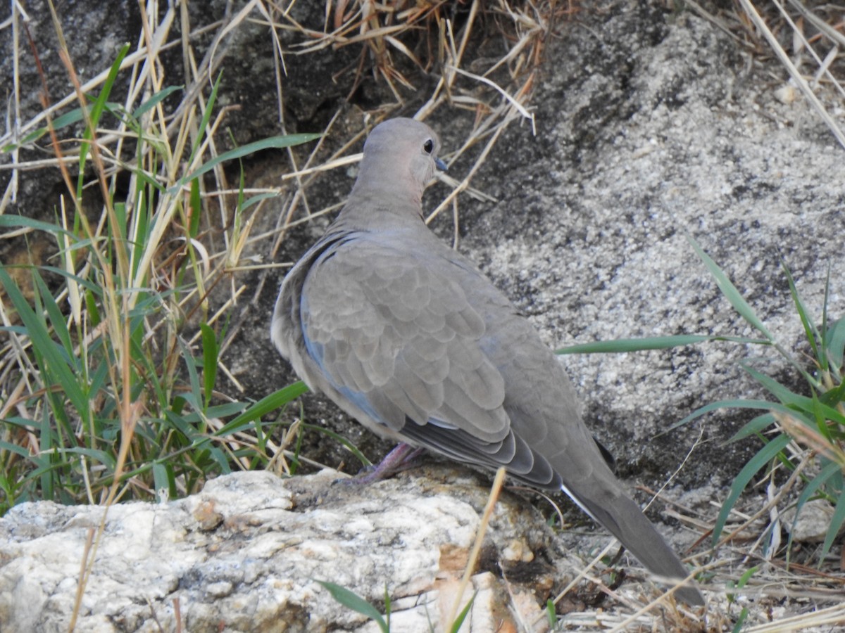 Laughing Dove - ML356271281