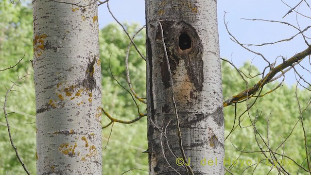 Iberian Green Woodpecker - ML356272111