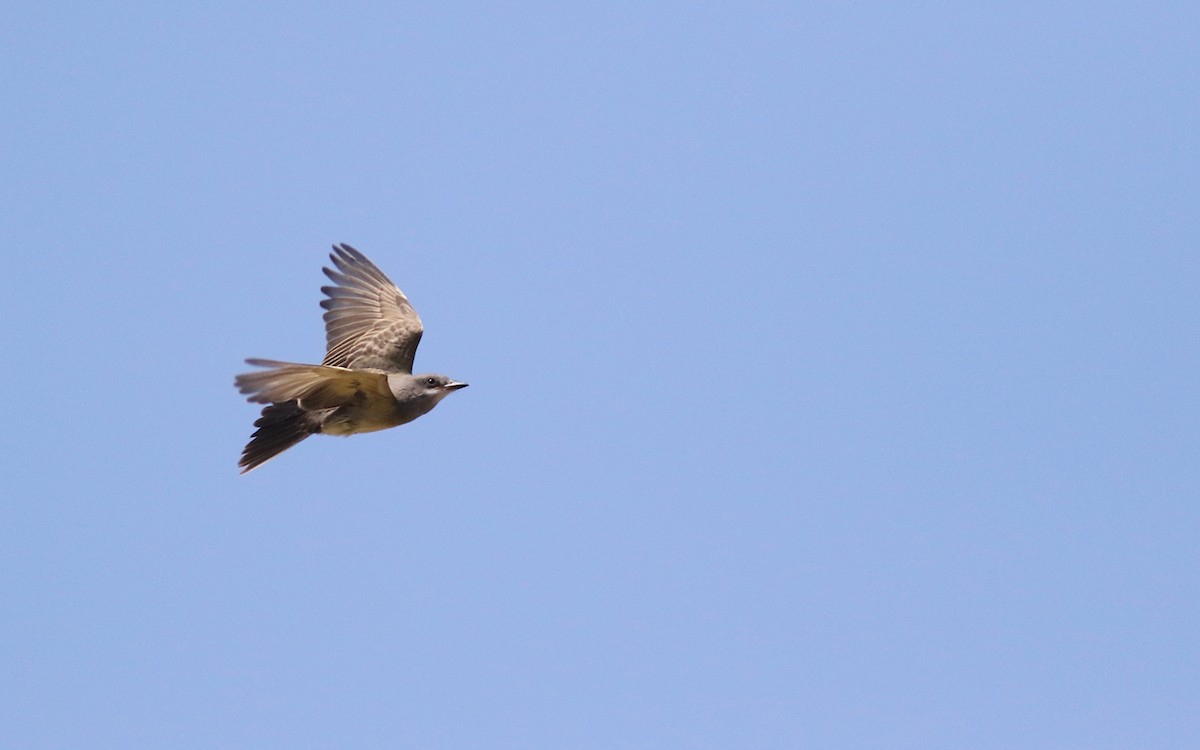 Cassin's Kingbird - ML356272881