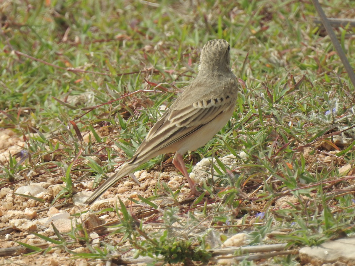 pipit sp. - KARTHIKEYAN R