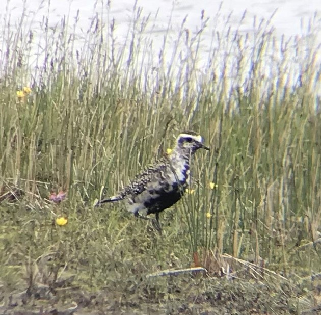 American Golden-Plover - ML356274511