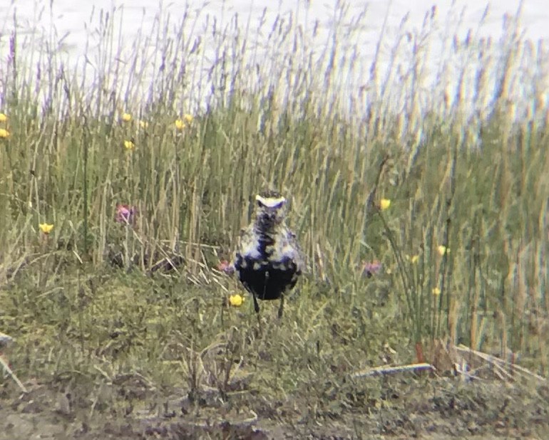 American Golden-Plover - ML356274561