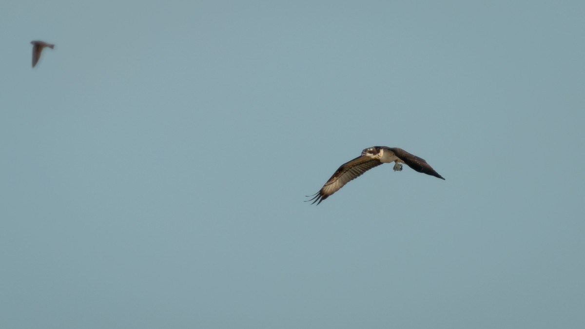 Águila Pescadora (haliaetus) - ML356275561