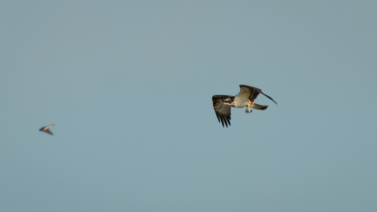 Águila Pescadora (haliaetus) - ML356275711