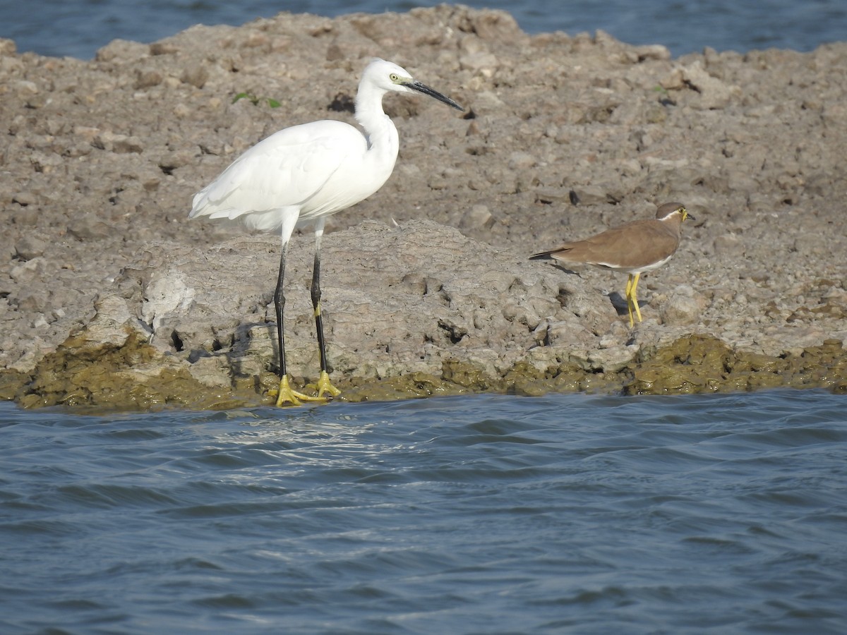 Little Egret - ML356277751