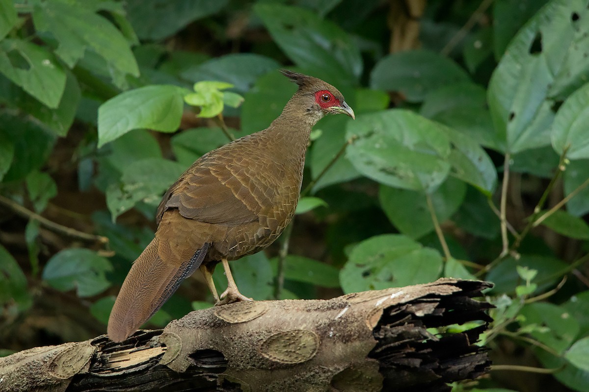 Kalij Pheasant - Ayuwat Jearwattanakanok