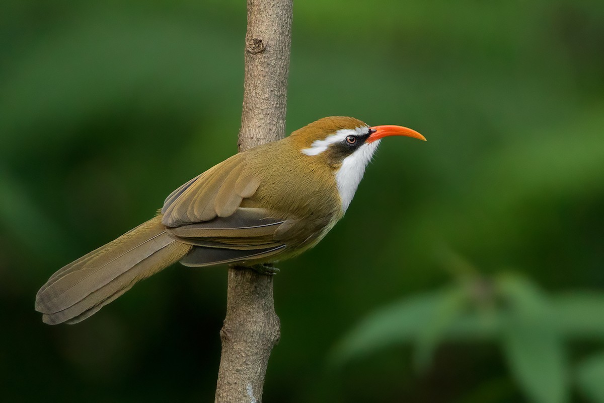 Red-billed Scimitar-Babbler - Ayuwat Jearwattanakanok