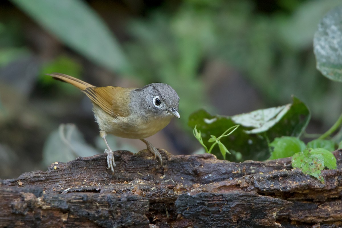 Nepal Fulvetta - ML356279731