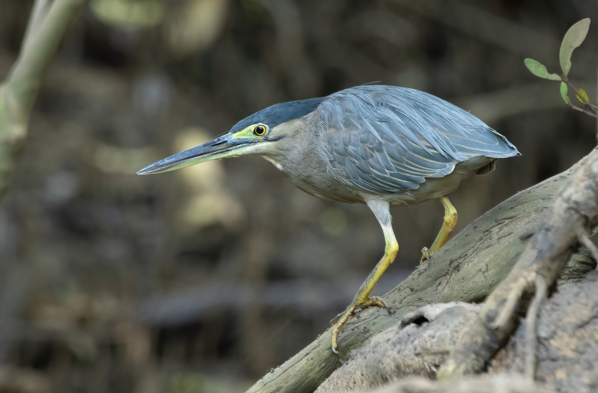 Striated Heron - ML356282581