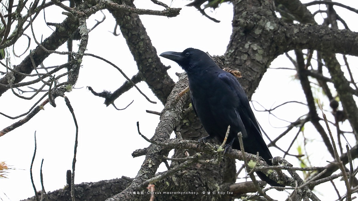 Large-billed Crow - ML356282901
