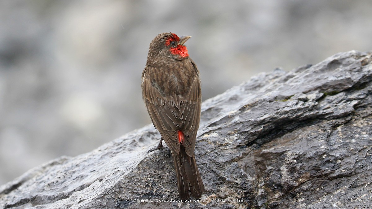 Red-fronted Rosefinch - ML356282981