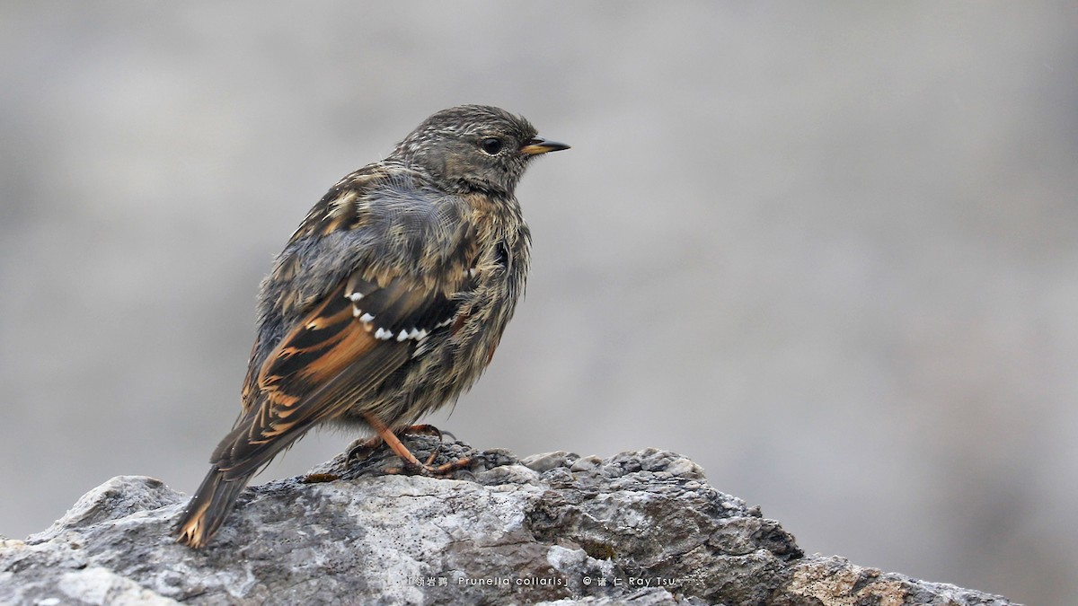 Alpine Accentor - ML356282991