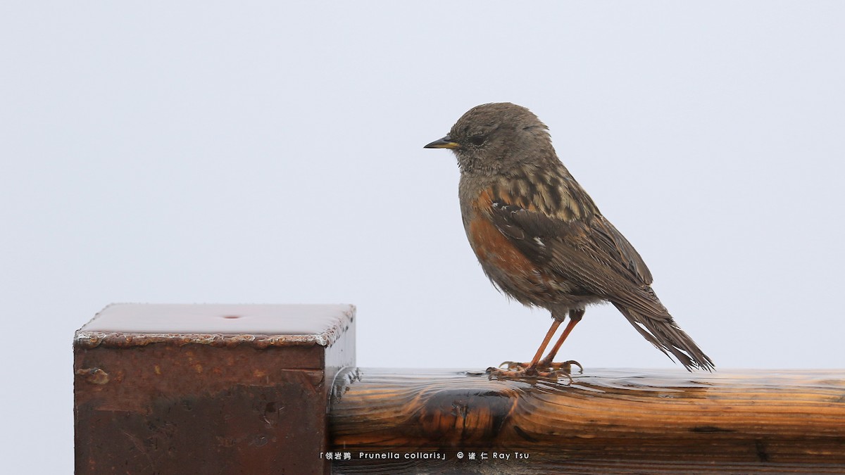 Alpine Accentor - ML356283001