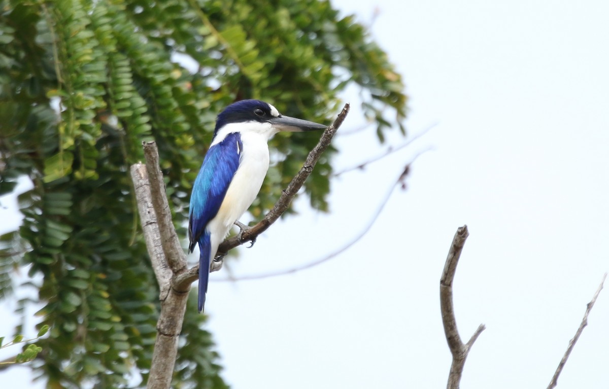 Forest Kingfisher - ML356284051