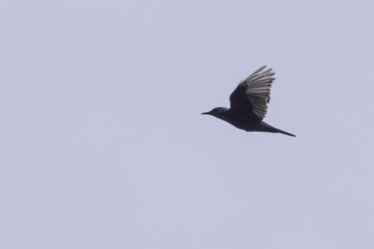 Blue Rock-Thrush - ML356285591