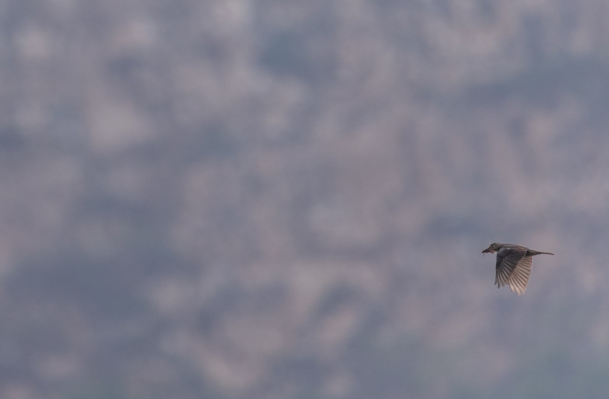 Blue Rock-Thrush - ML356285701