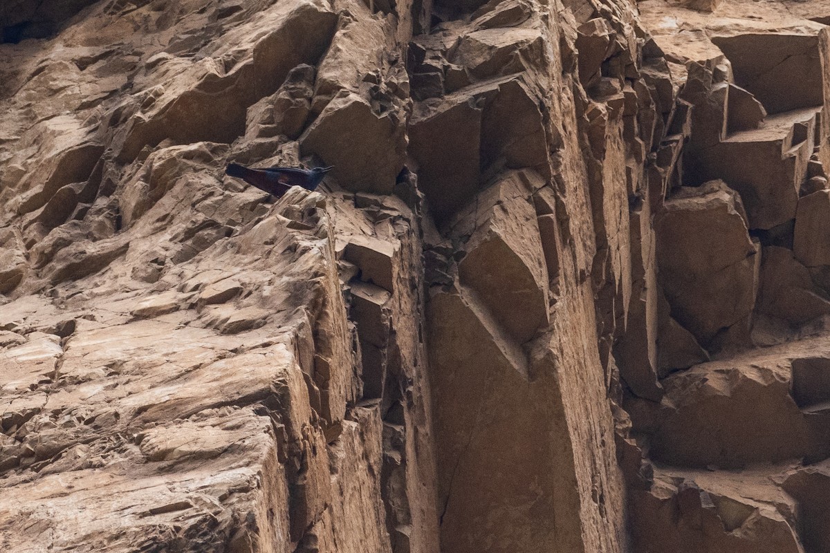 Blue Rock-Thrush - ML356285721