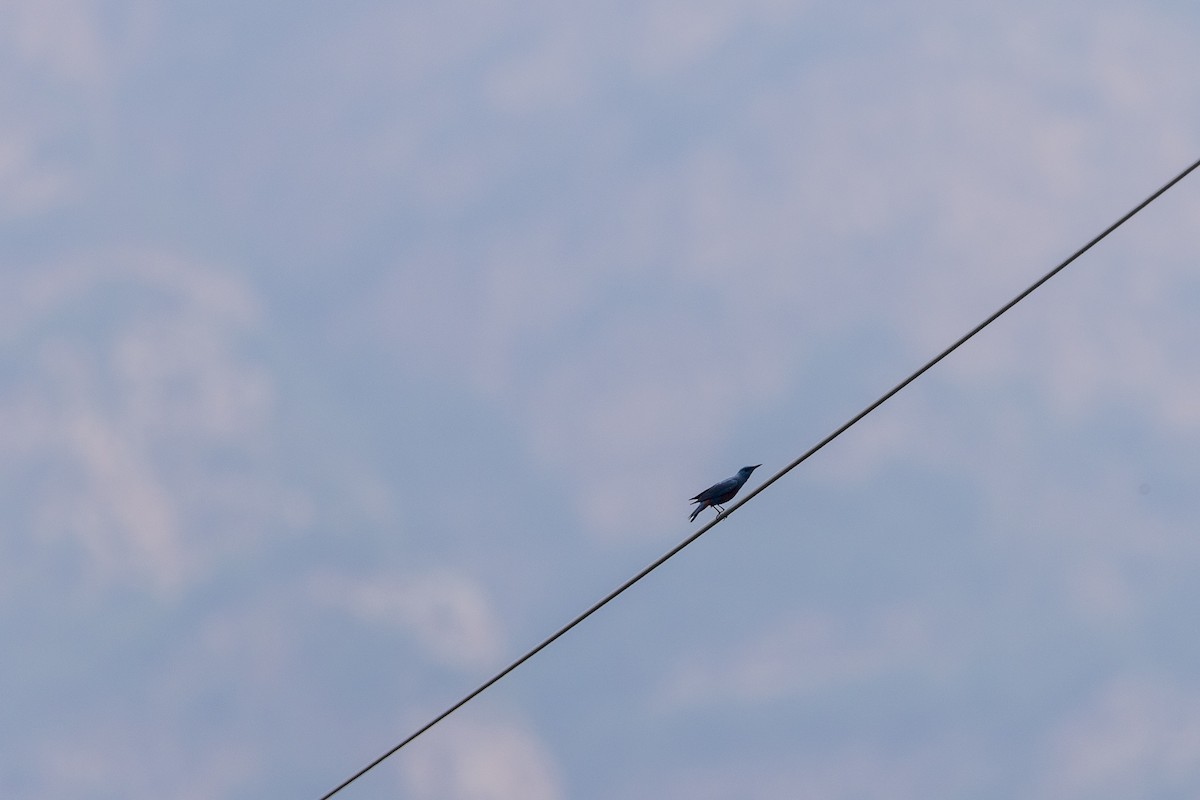 Blue Rock-Thrush - ML356285741