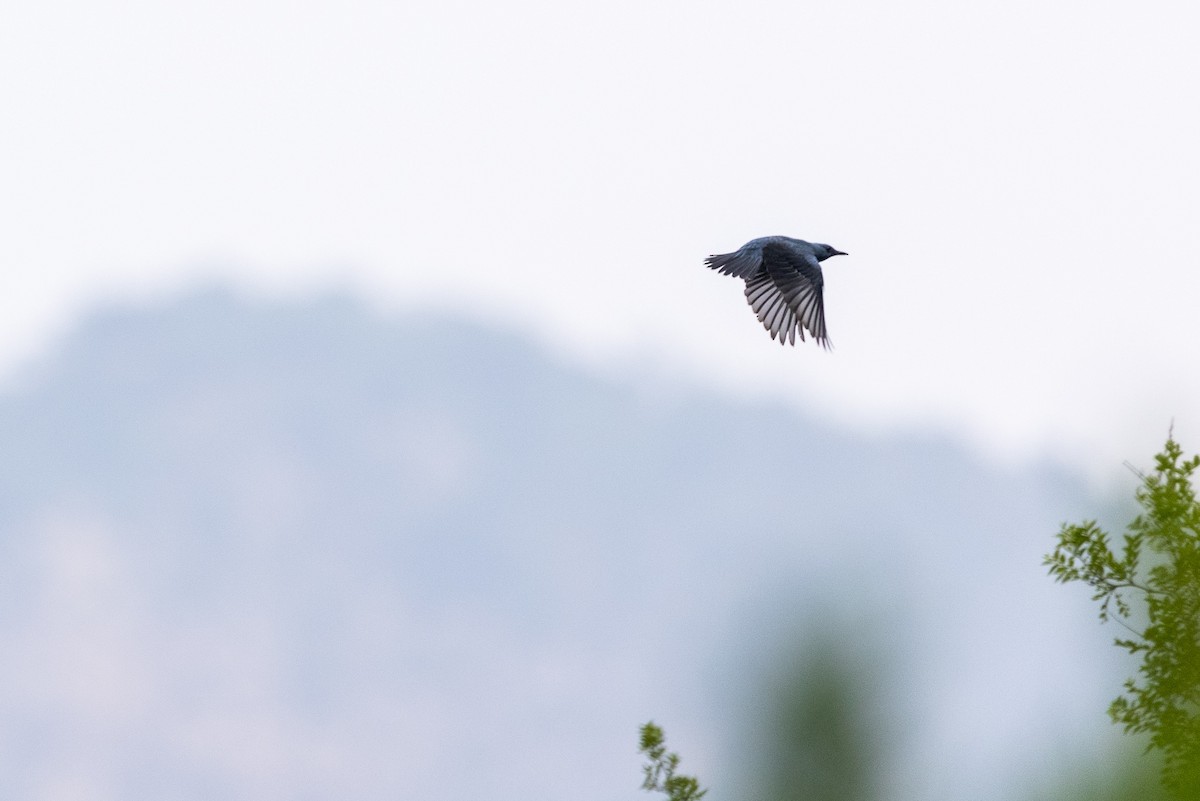 Blue Rock-Thrush - ML356285781