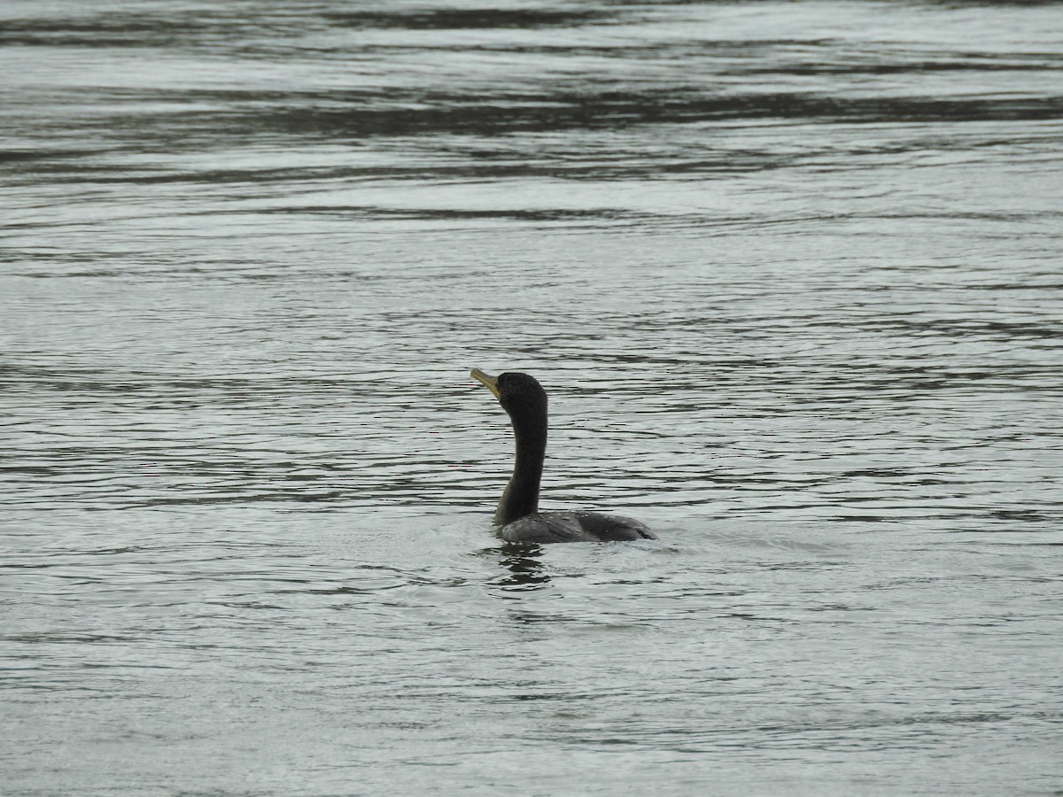 קורמורן אמריקני - ML356286531