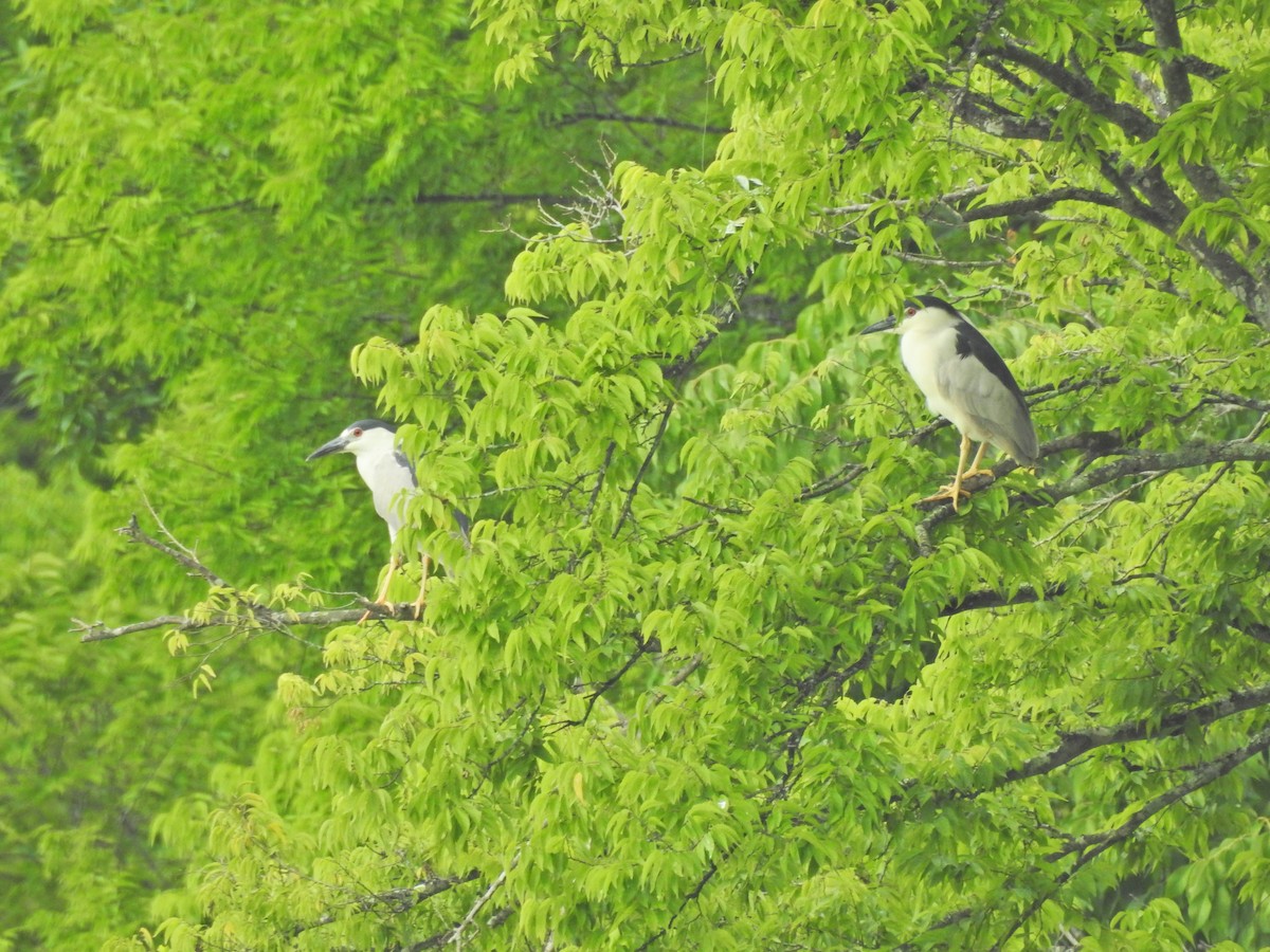 אנפת לילה - ML356286641