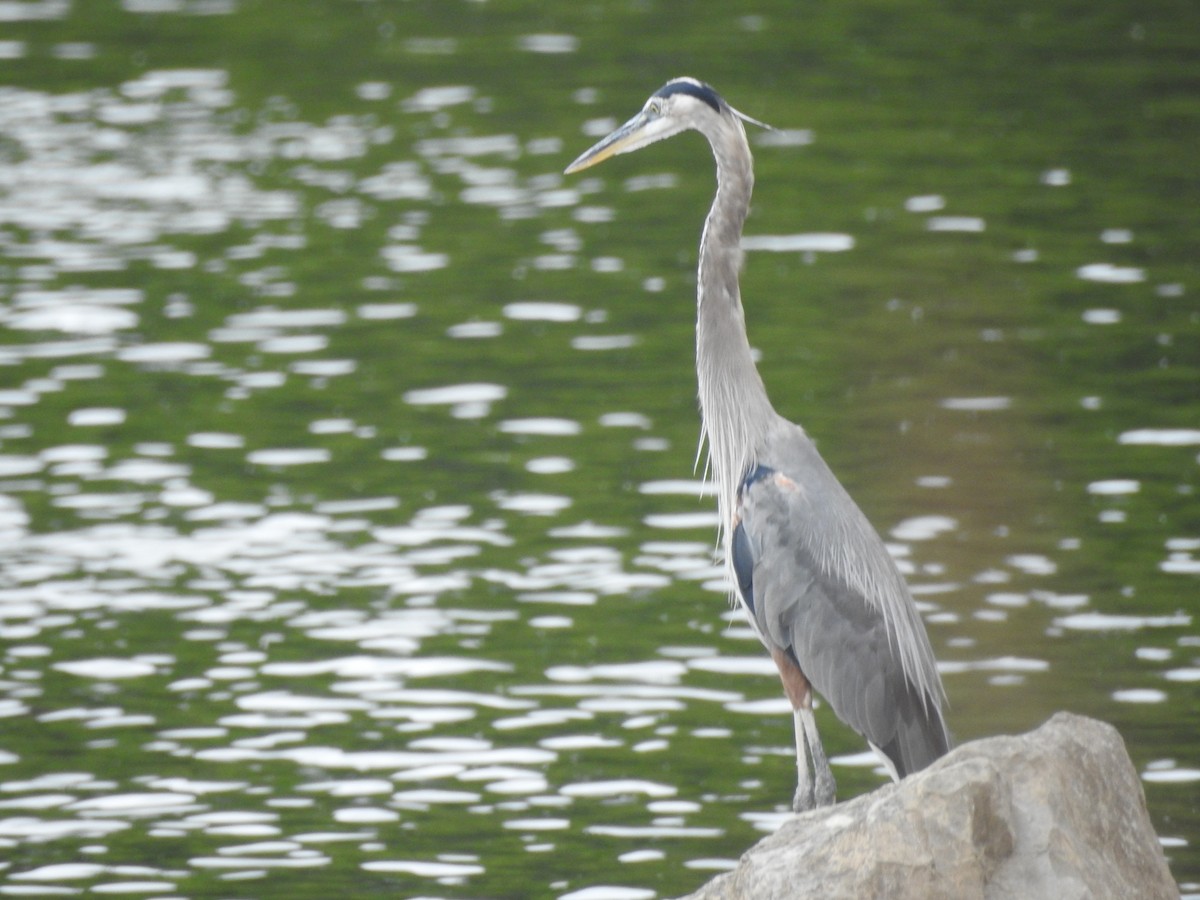אנפה אמריקנית - ML356286651