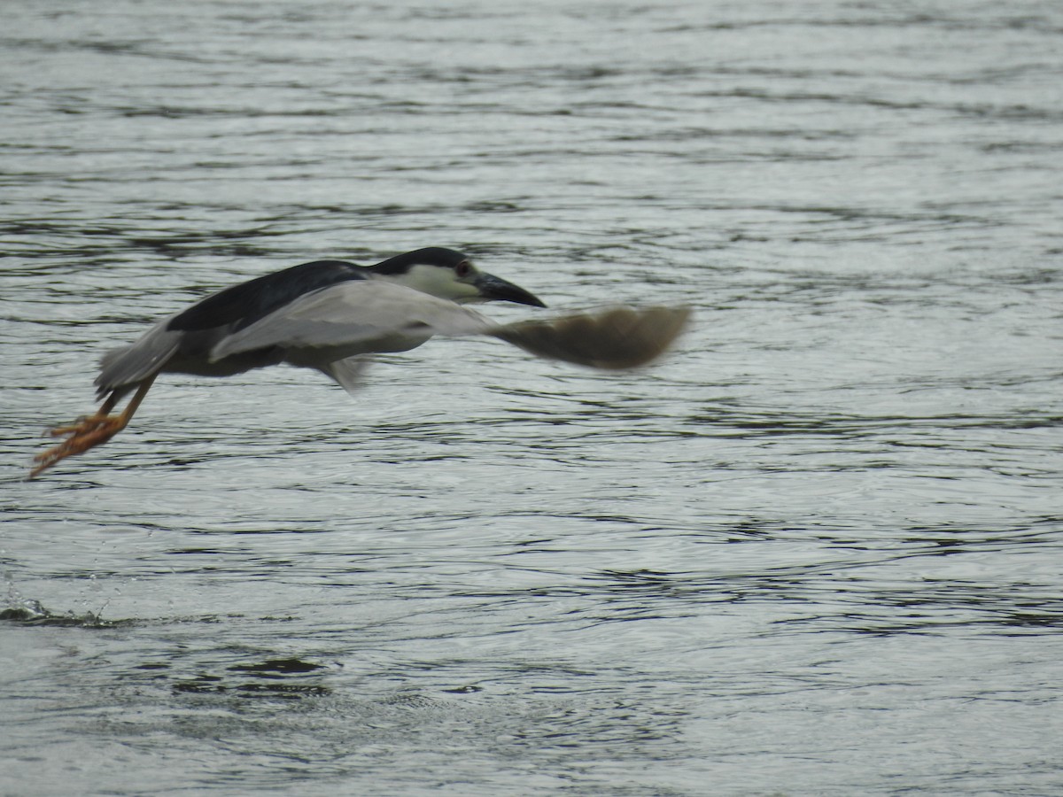 אנפת לילה - ML356286681