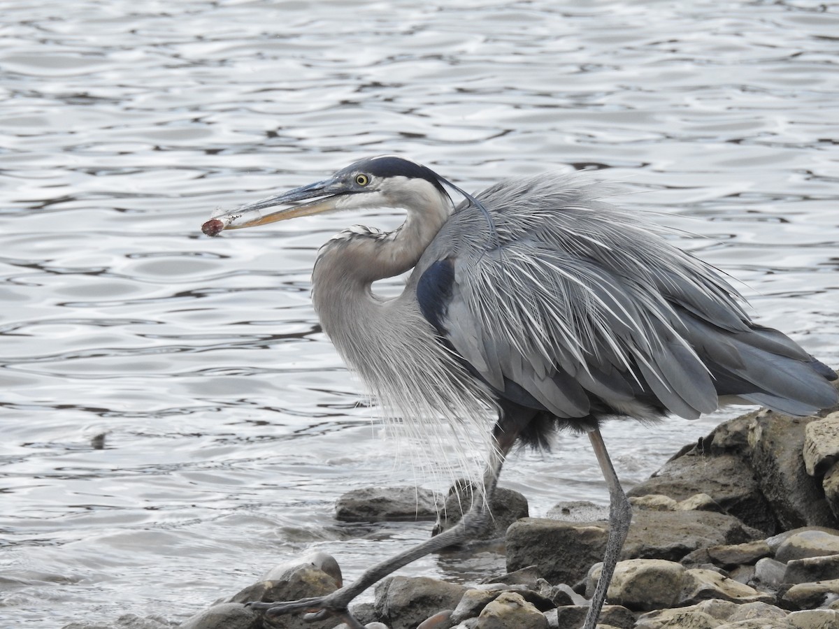 אנפה אמריקנית - ML356286691
