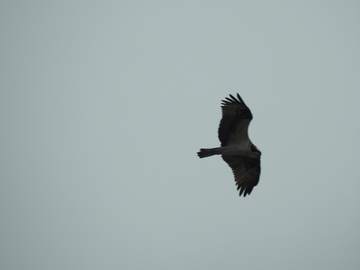 שלך - ML356286781