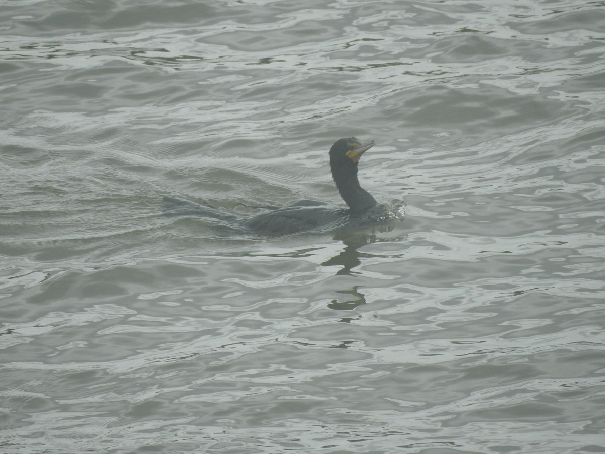 קורמורן אמריקני - ML356286791