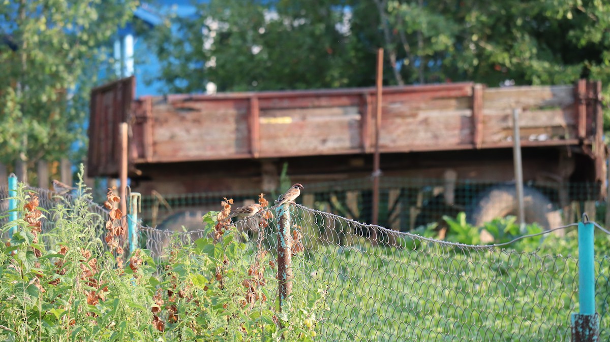 House Sparrow - ML356289991