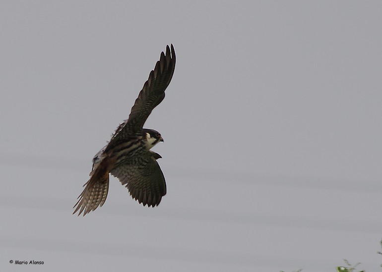 Eurasian Hobby - ML35629081